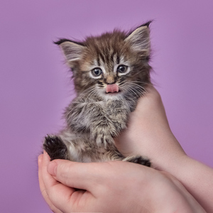 Yuta (Юта), кошки и котята Pixiebob (пиксибоб)