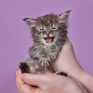Yuta (Юта), кошки и котята Pixiebob (пиксибоб)