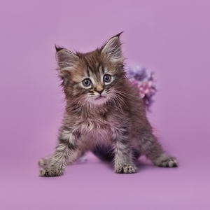 Yuta (Юта), кошки и котята Pixiebob (пиксибоб)