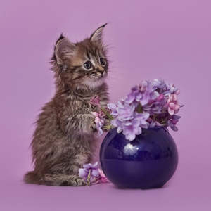 Yuta (Юта), кошки и котята Pixiebob (пиксибоб)