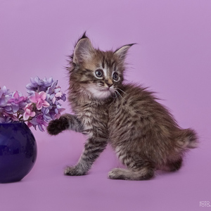 Yuta (Юта), кошки и котята Pixiebob (пиксибоб)