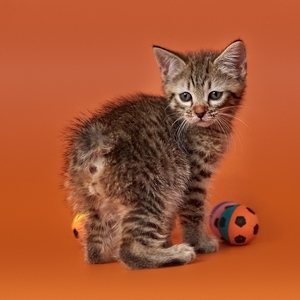 Chucha (Чуча), кошки и котята Pixiebob (пиксибоб)