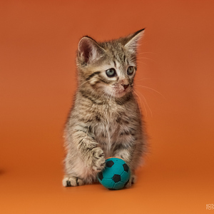 Chucha (Чуча), кошки и котята Pixiebob (пиксибоб)