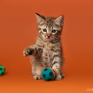 Chucha (Чуча), кошки и котята Pixiebob (пиксибоб)