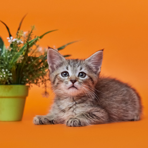Businka (Бусинка), кошки и котята Pixiebob (пиксибоб)