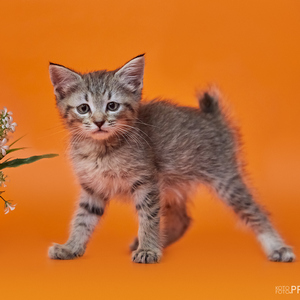 Businka (Бусинка), кошки и котята Pixiebob (пиксибоб)