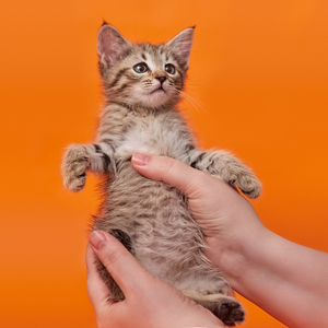 Businka (Бусинка), кошки и котята Pixiebob (пиксибоб)