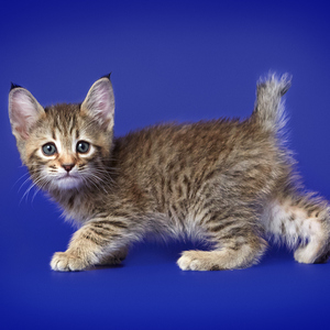 Leonardo (Леонардо), кошки и котята Pixiebob (пиксибоб)