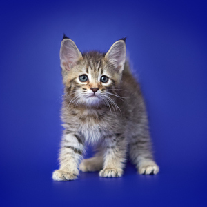 Leonardo (Леонардо), кошки и котята Pixiebob (пиксибоб)