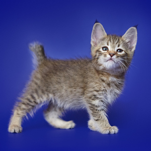 Leonardo (Леонардо), кошки и котята Pixiebob (пиксибоб)