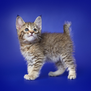 Leonardo (Леонардо), кошки и котята Pixiebob (пиксибоб)
