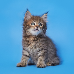 Teodor (Теодор), кошки и котята Pixiebob (пиксибоб)