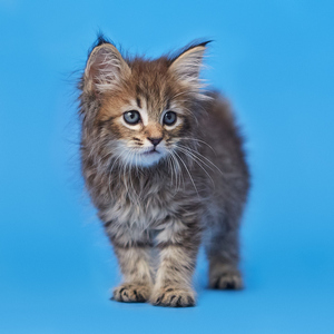 Teodor (Теодор), кошки и котята Pixiebob (пиксибоб)