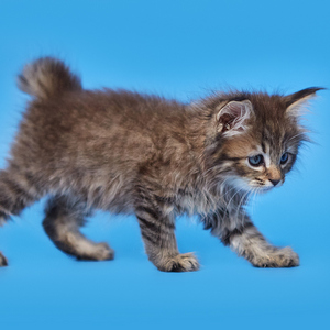 Teodor (Теодор), кошки и котята Pixiebob (пиксибоб)