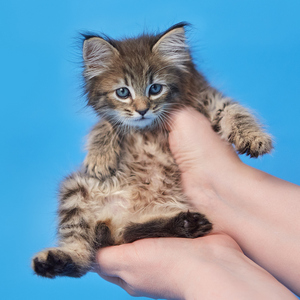 Teodor (Теодор), кошки и котята Pixiebob (пиксибоб)