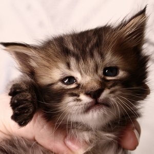 Shah (Шах), кошки и котята Pixiebob (пиксибоб)