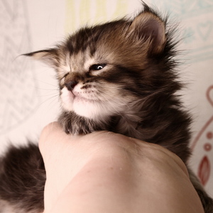 Shah (Шах), кошки и котята Pixiebob (пиксибоб)