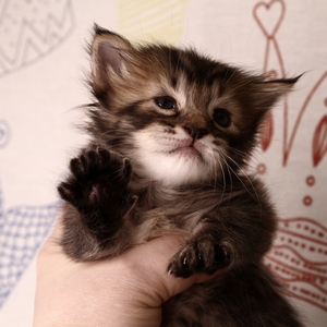 Shah (Шах), кошки и котята Pixiebob (пиксибоб)