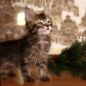 Shah (Шах), кошки и котята Pixiebob (пиксибоб)