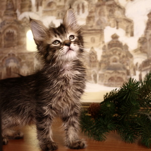 Shah (Шах), кошки и котята Pixiebob (пиксибоб)