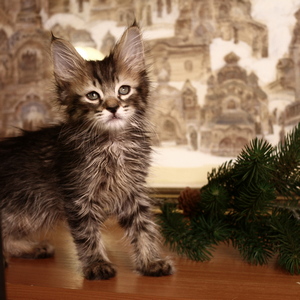 Shah (Шах), кошки и котята Pixiebob (пиксибоб)