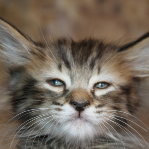Shah (Шах), кошки и котята Pixiebob (пиксибоб)