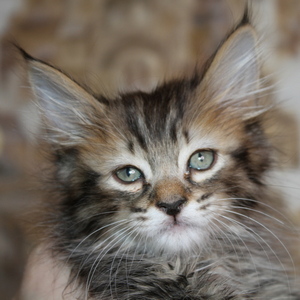 Shah (Шах), кошки и котята Pixiebob (пиксибоб)