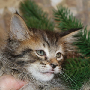 Shah (Шах), кошки и котята Pixiebob (пиксибоб)
