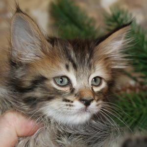 Shah (Шах), кошки и котята Pixiebob (пиксибоб)