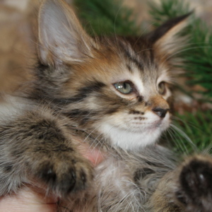 Shah (Шах), кошки и котята Pixiebob (пиксибоб)