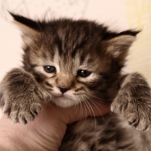 Sheyla (Шейла), кошки и котята Pixiebob (пиксибоб)
