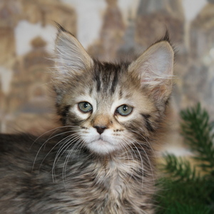 Sheyla (Шейла), кошки и котята Pixiebob (пиксибоб)