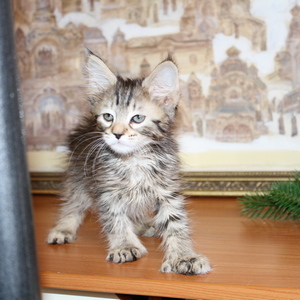 Sheyla (Шейла), кошки и котята Pixiebob (пиксибоб)