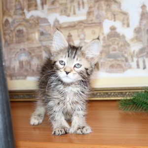 Sheyla (Шейла), кошки и котята Pixiebob (пиксибоб)