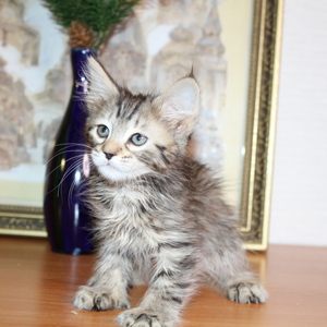 Sheyla (Шейла), кошки и котята Pixiebob (пиксибоб)