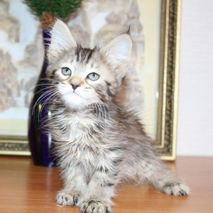 Sheyla (Шейла), кошки и котята Pixiebob (пиксибоб)