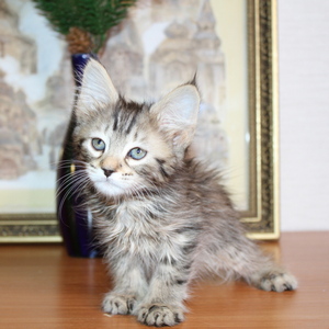 Sheyla (Шейла), кошки и котята Pixiebob (пиксибоб)
