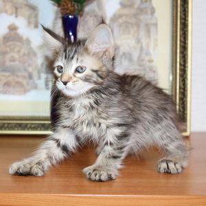 Sheyla (Шейла), кошки и котята Pixiebob (пиксибоб)