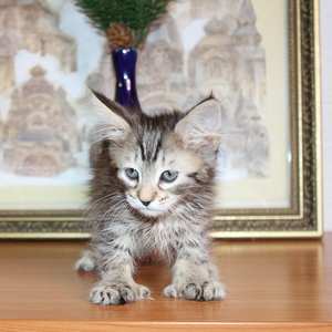 Sheyla (Шейла), кошки и котята Pixiebob (пиксибоб)