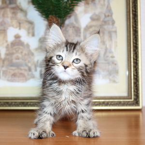 Sheyla (Шейла), кошки и котята Pixiebob (пиксибоб)