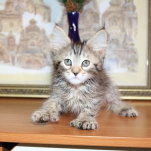 Sheyla (Шейла), кошки и котята Pixiebob (пиксибоб)
