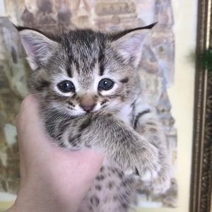 Cat (Кэт), кошки и котята Pixiebob (пиксибоб)
