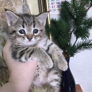 Cat (Кэт), кошки и котята Pixiebob (пиксибоб)