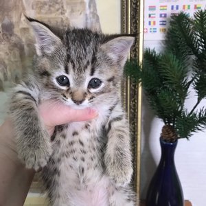 Cat (Кэт), кошки и котята Pixiebob (пиксибоб)