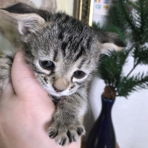 Thumberlina (Тамбэлина), кошки и котята Pixiebob (пиксибоб)