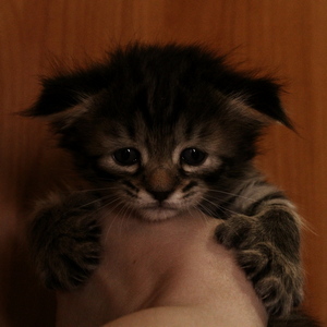 Thumberlina (Тамбэлина), кошки и котята Pixiebob (пиксибоб)