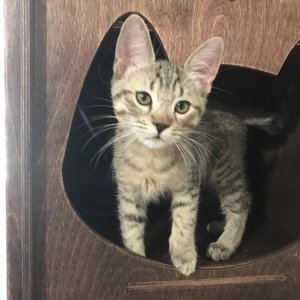 Altair (Альтаир), кошки и котята Pixiebob (пиксибоб)