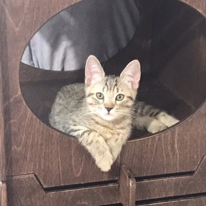 Altair (Альтаир), кошки и котята Pixiebob (пиксибоб)