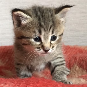 Bentley (Бэнтли), кошки и котята Pixiebob (пиксибоб)