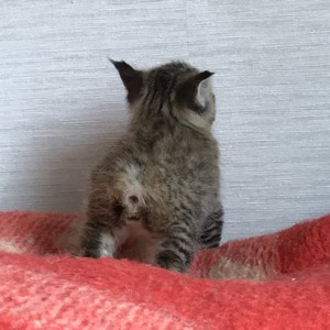 Bentley (Бэнтли), кошки и котята Pixiebob (пиксибоб)